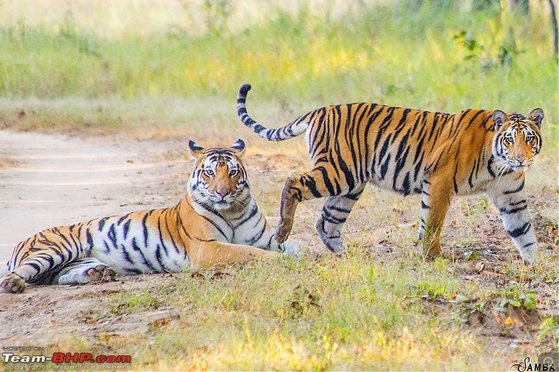 Photographing Tigers in the Wild-img_4099.jpg