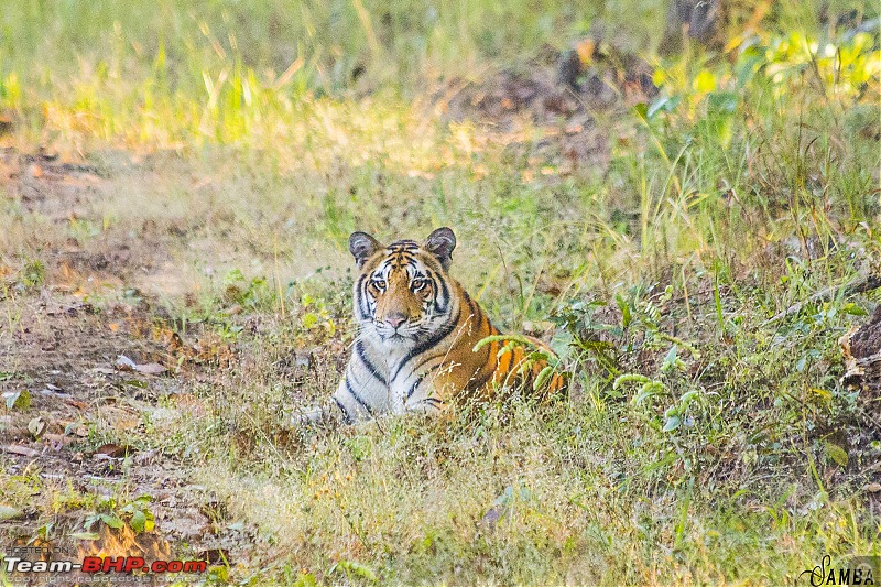 Photographing Tigers in the Wild-img_4176.jpg