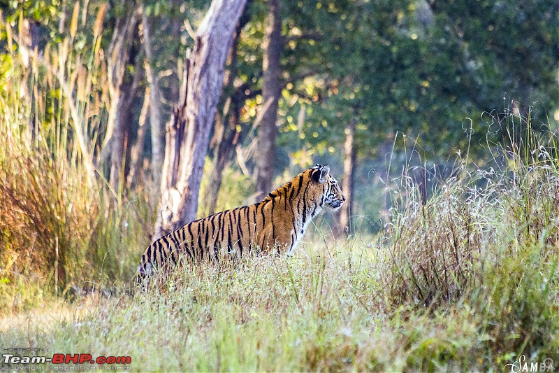 Photographing Tigers in the Wild-img_4248.jpg