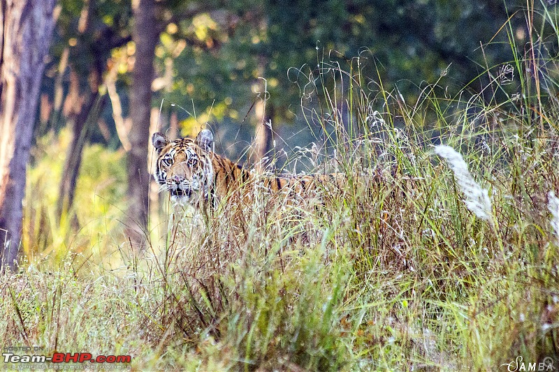 Photographing Tigers in the Wild-img_4252.jpg
