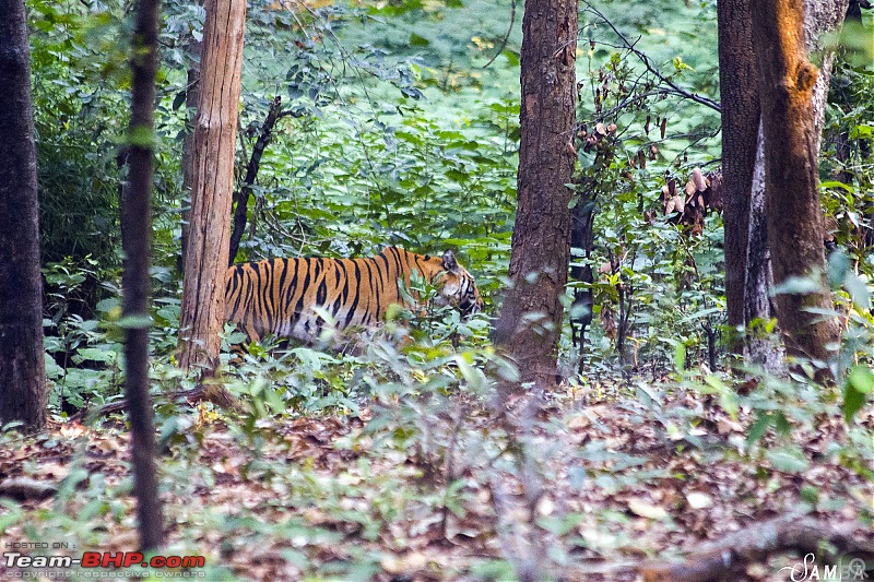 Photographing Tigers in the Wild-img_4540.jpg