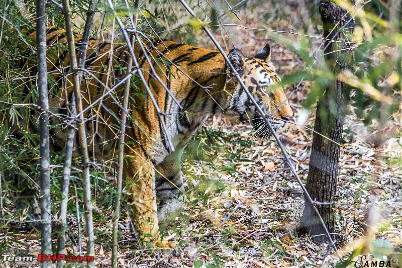 Photographing Tigers in the Wild-img_4541.jpg