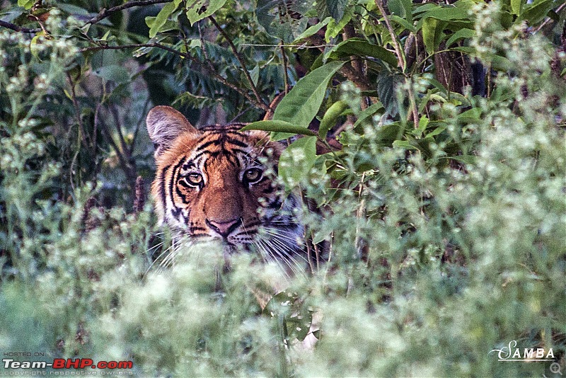 Photographing Tigers in the Wild-img_2414.jpg