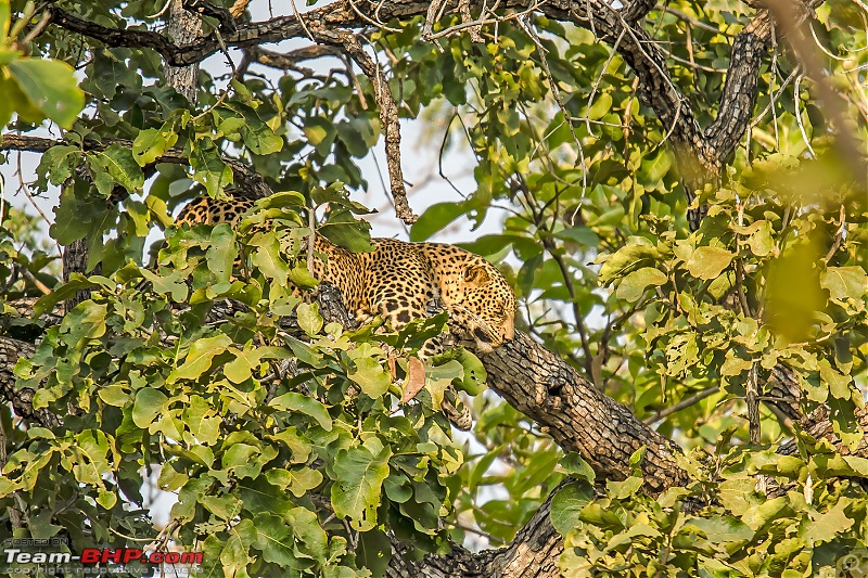 Tadoba Diaries | Tigers & Wildlife-dsc_9608.jpg