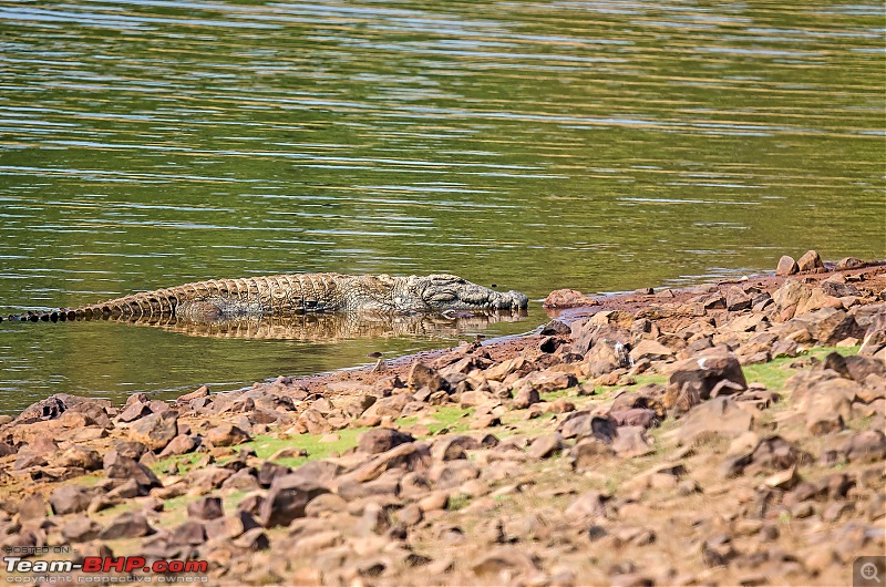 Tadoba Diaries | Tigers & Wildlife-dsc_9677.jpg