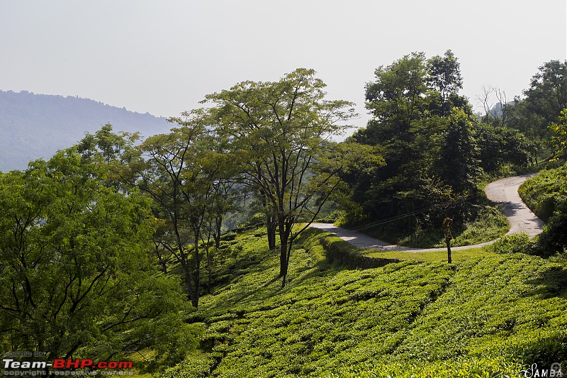 Darjeeling->Rishop->Kolakham->Samabeong->Dooars in a Duster AWD-img_2259.jpg