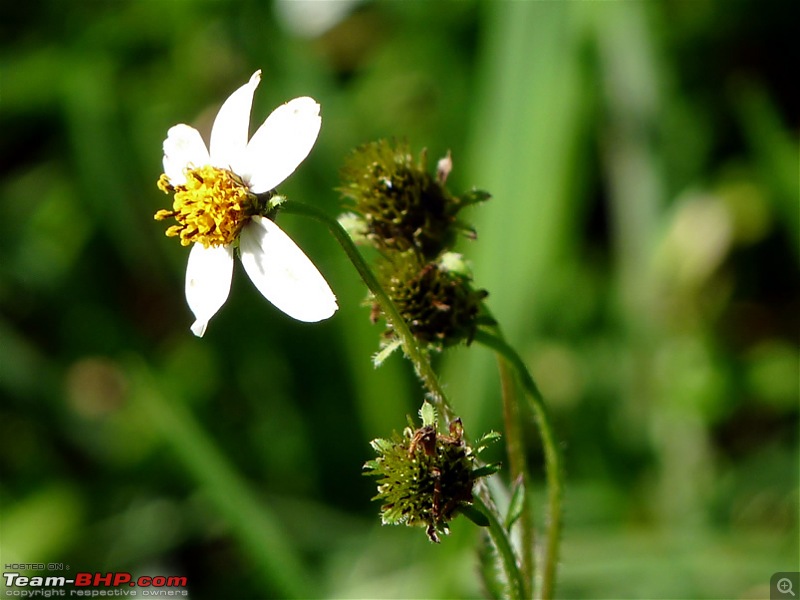 'Xing'ing around ! - A weekend trek to Mukurthi Peak near Ooty...-006.jpg