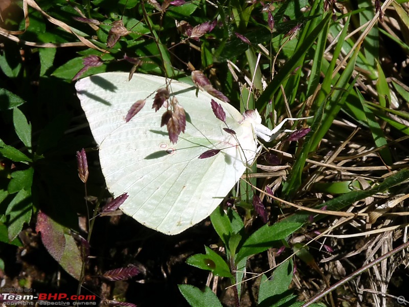 'Xing'ing around ! - A weekend trek to Mukurthi Peak near Ooty...-028.jpg