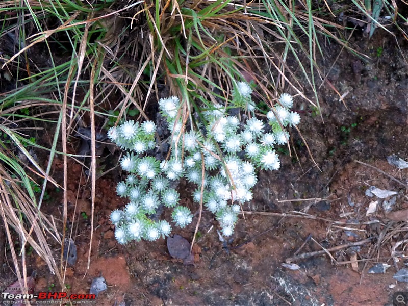 'Xing'ing around ! - A weekend trek to Mukurthi Peak near Ooty...-065.jpg