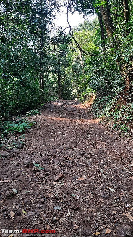 Gokarna  Murudeshwar  Udupi  Subrahmanya | Temples, beaches, a fort, forest and waterfall too-forest-pathway.jpg