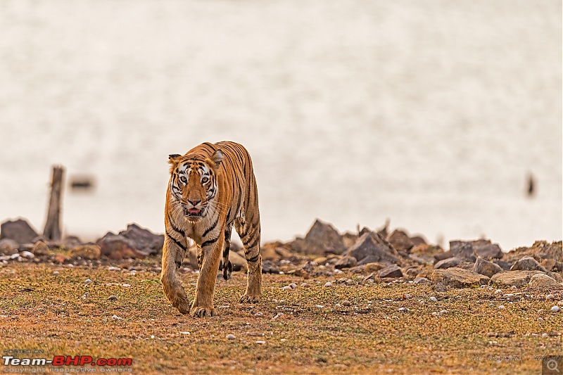 Tadoba Diaries | Tigers & Wildlife-dsc_33102.jpg
