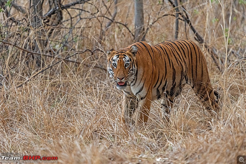 Tadoba Diaries | Tigers & Wildlife-dsc_33602.jpg