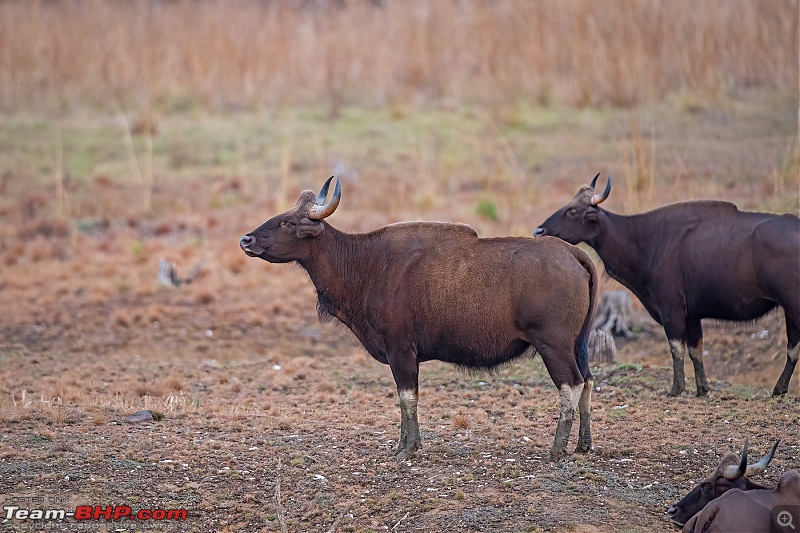 Tadoba Diaries | Tigers & Wildlife-dsc_33472.jpg