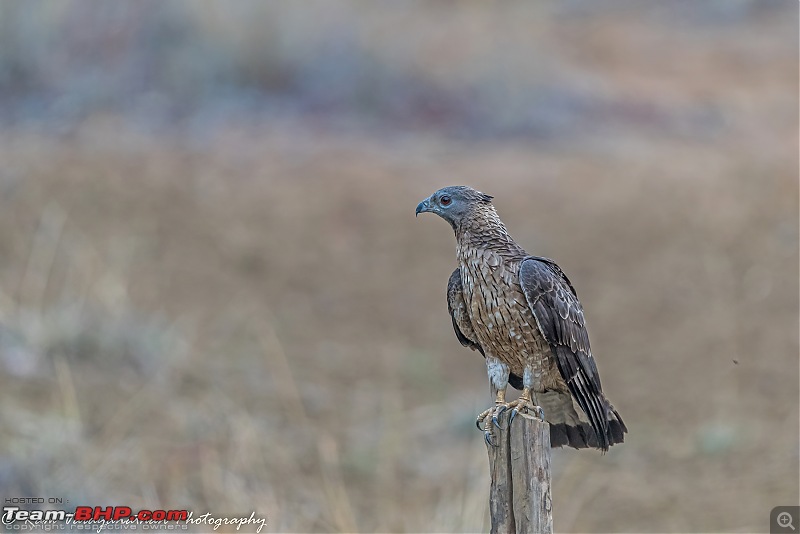 Tadoba Diaries | Tigers & Wildlife-dsc_3453.jpg