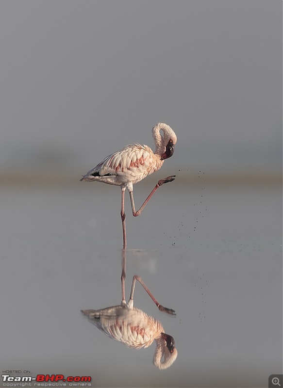 Little Rann of Kutch: Photolog-fl-pose.jpg