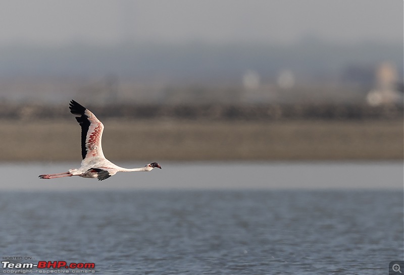 Little Rann of Kutch: Photolog-fl-fly.jpg