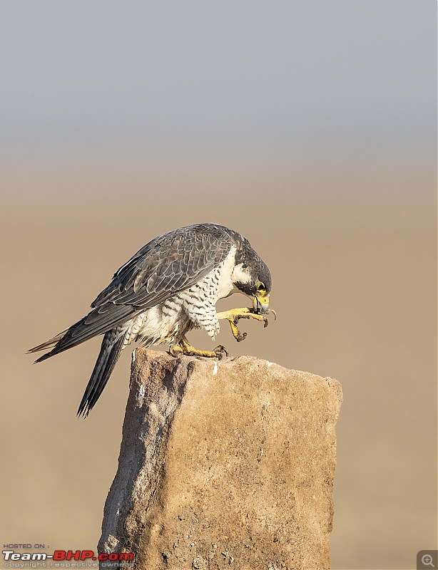 Little Rann of Kutch: Photolog-pg-claw-sharpen.jpg