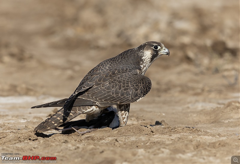 Little Rann of Kutch: Photolog-pg-catch1.jpg