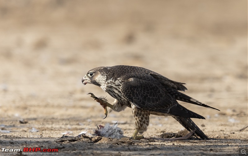 Little Rann of Kutch: Photolog-pg-ear3.jpg