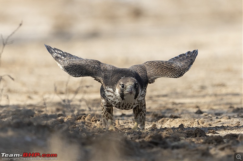 Little Rann of Kutch: Photolog-pg-takeoff2.jpg