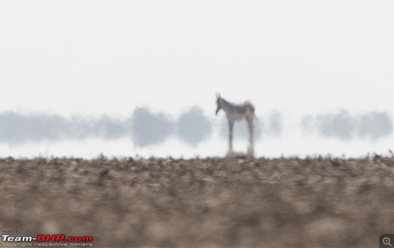 Little Rann of Kutch: Photolog-wass-heat-haze.jpg