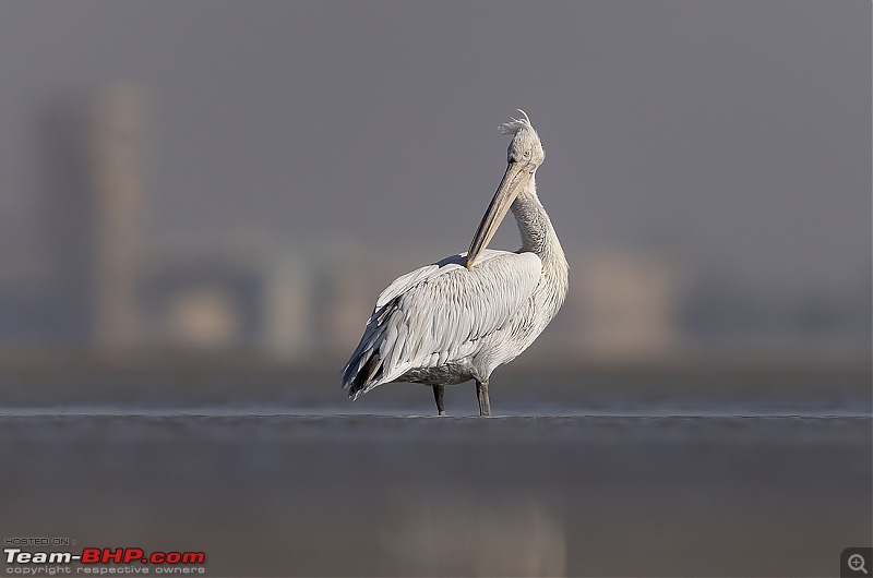 Little Rann of Kutch: Photolog-pelican-stand.jpg