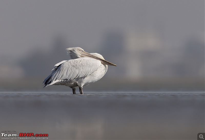 Little Rann of Kutch: Photolog-pelican-sit.jpg