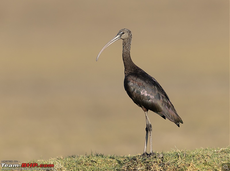 Little Rann of Kutch: Photolog-glossy-ibis.jpg
