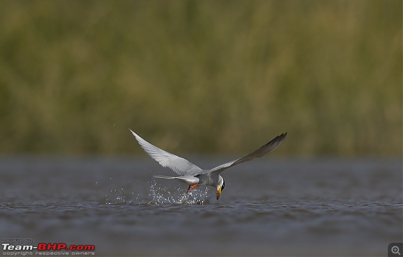 Little Rann of Kutch: Photolog-tern.jpg