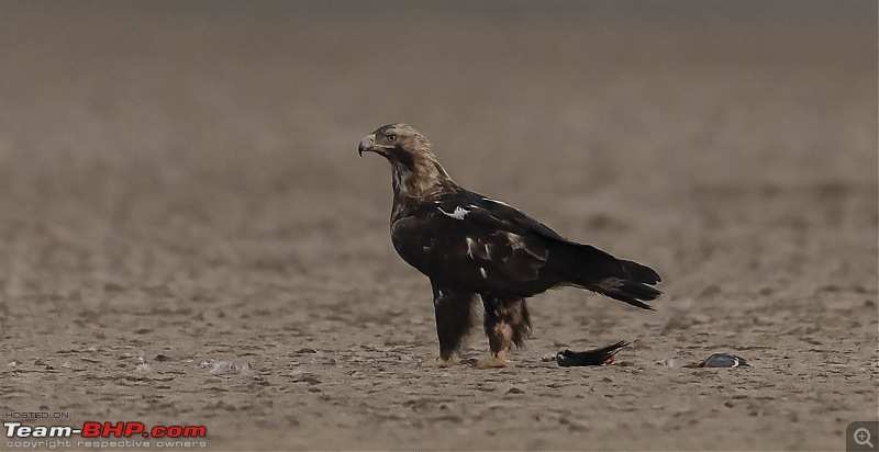 Little Rann of Kutch: Photolog-impeagle.jpg