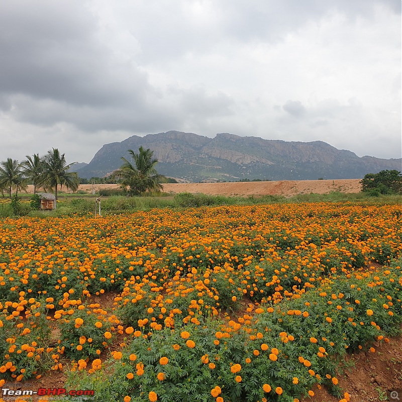 Constructing a cottage on my farm | More reasons to drive-flower-farm.jpg