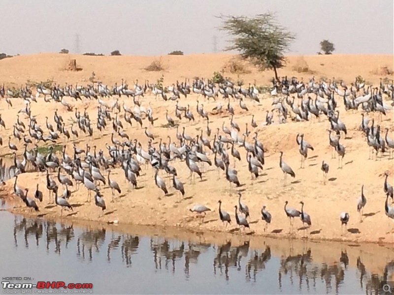 Migratory Demoiselle Cranes in Khichan (Rajasthan)-img_0900.jpg