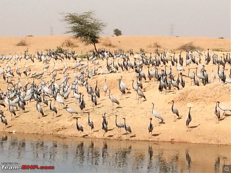Migratory Demoiselle Cranes in Khichan (Rajasthan)-img_0881.jpg
