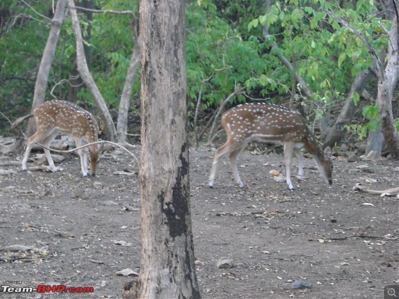 Half day trip to Sasan Gir. (Everything but the lion)-dsc05018.jpg