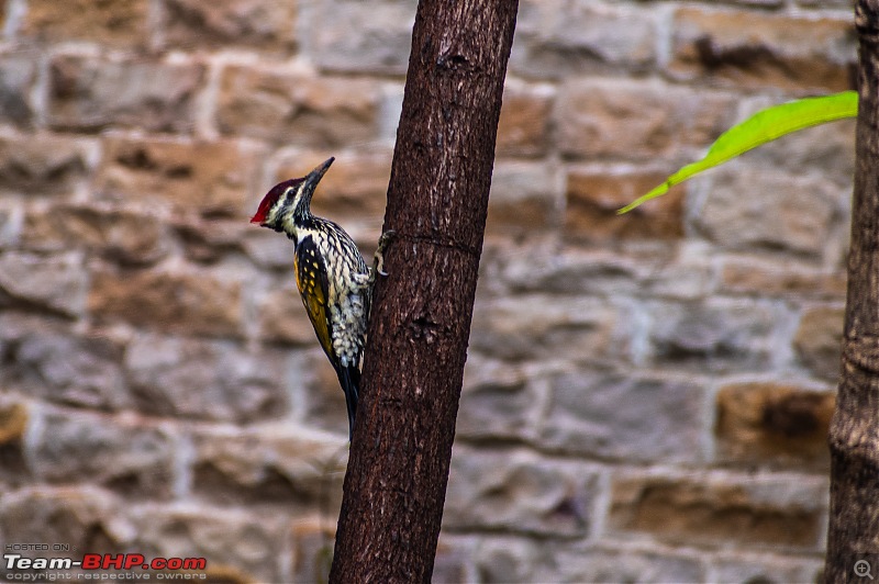 Bundelkhand Stories with Khajuraho and Tigers-panna97.jpg