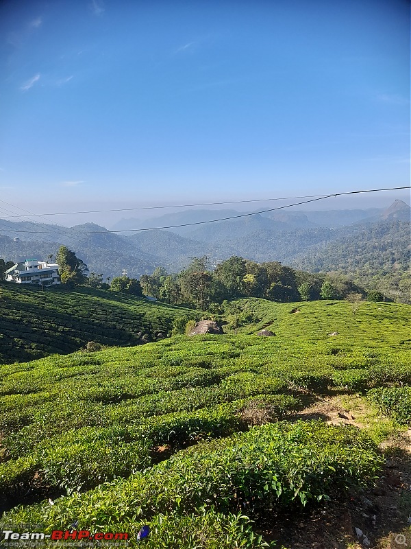 A package tour to Kerala in the winter-20-tea-gardens.jpg