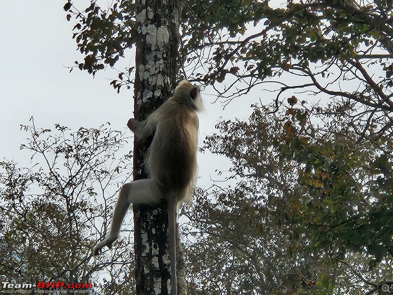 A solo weekend drive to K Gudi Wilderness Camp-lemur.jpg