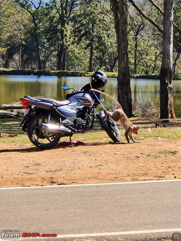 A solo weekend drive to K Gudi Wilderness Camp-monkey_on_bike.jpg