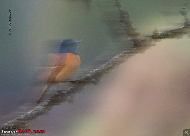 Finding our Shangri-La in Singalila | Birds, Land Rovers & Singalila National Park-_dsc1301.jpg
