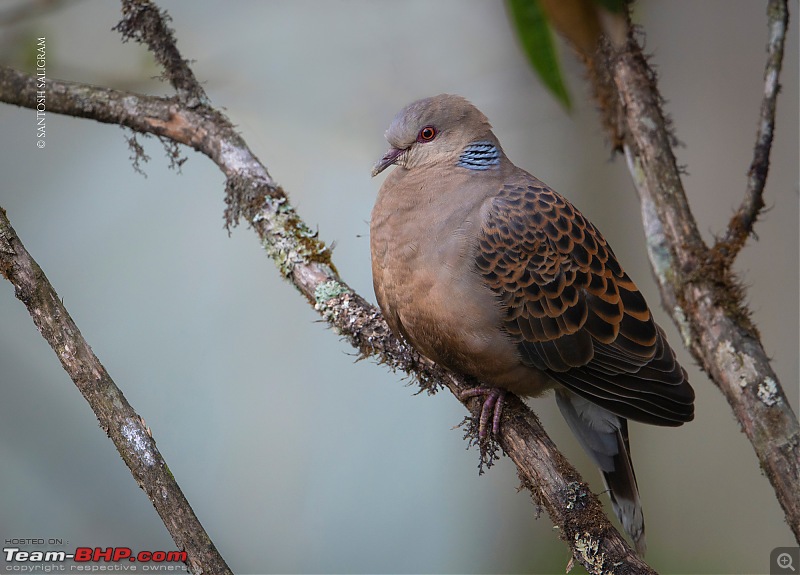 Finding our Shangri-La in Singalila | Birds, Land Rovers & Singalila National Park-_dsc1616.jpg