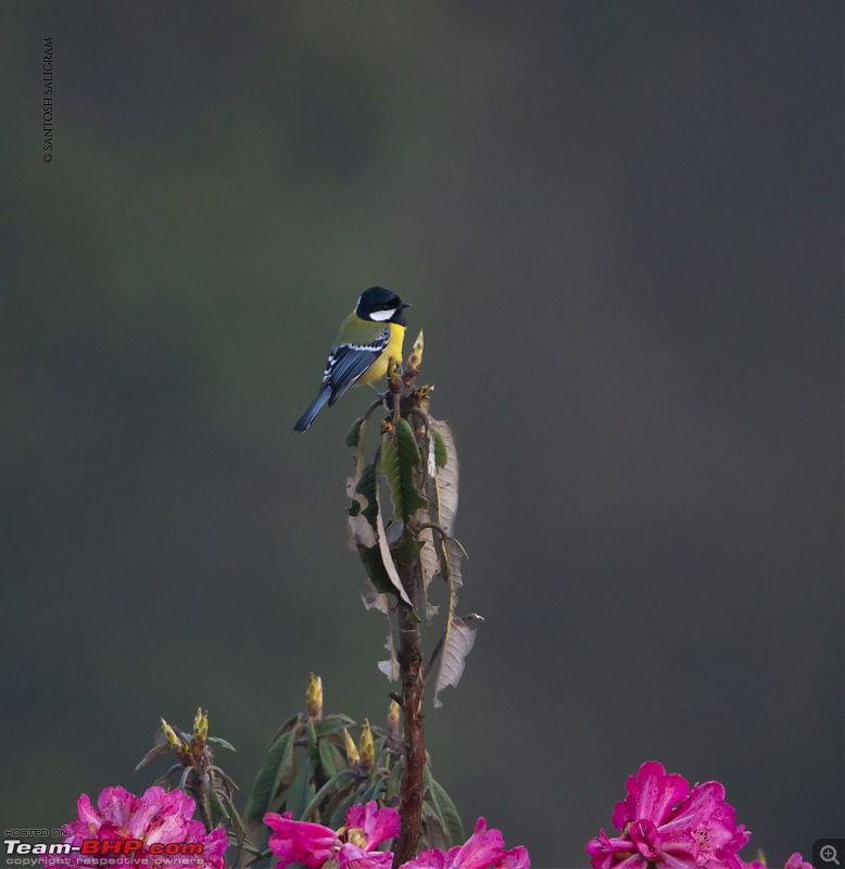 Finding our Shangri-La in Singalila | Birds, Land Rovers & Singalila National Park-_dsc2048.jpg