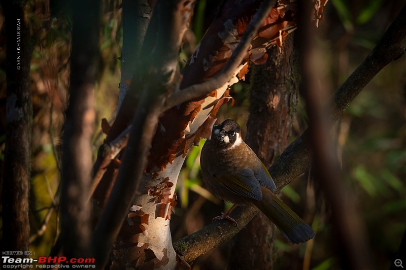Finding our Shangri-La in Singalila | Birds, Land Rovers & Singalila National Park-_dsc2253.jpg