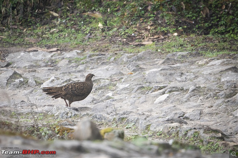 Finding our Shangri-La in Singalila | Birds, Land Rovers & Singalila National Park-_dsc2895.jpg