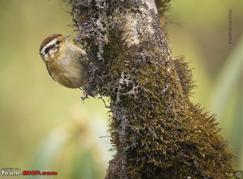 Finding our Shangri-La in Singalila | Birds, Land Rovers & Singalila National Park-_dsc3297.jpg