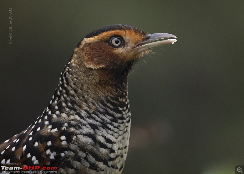 Finding our Shangri-La in Singalila | Birds, Land Rovers & Singalila National Park-_dsc3713.jpg