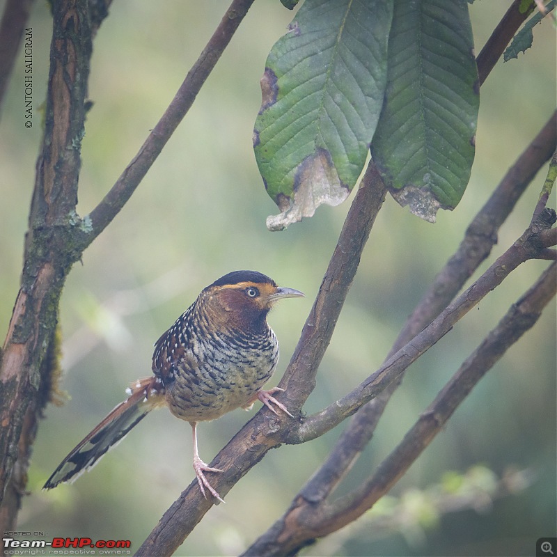Finding our Shangri-La in Singalila | Birds, Land Rovers & Singalila National Park-_dsc3727.jpg