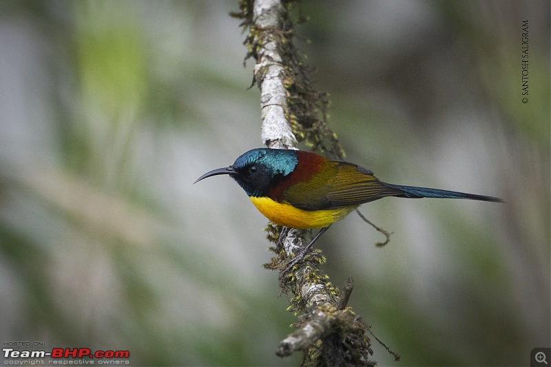 Finding our Shangri-La in Singalila | Birds, Land Rovers & Singalila National Park-_dsc3916.jpg