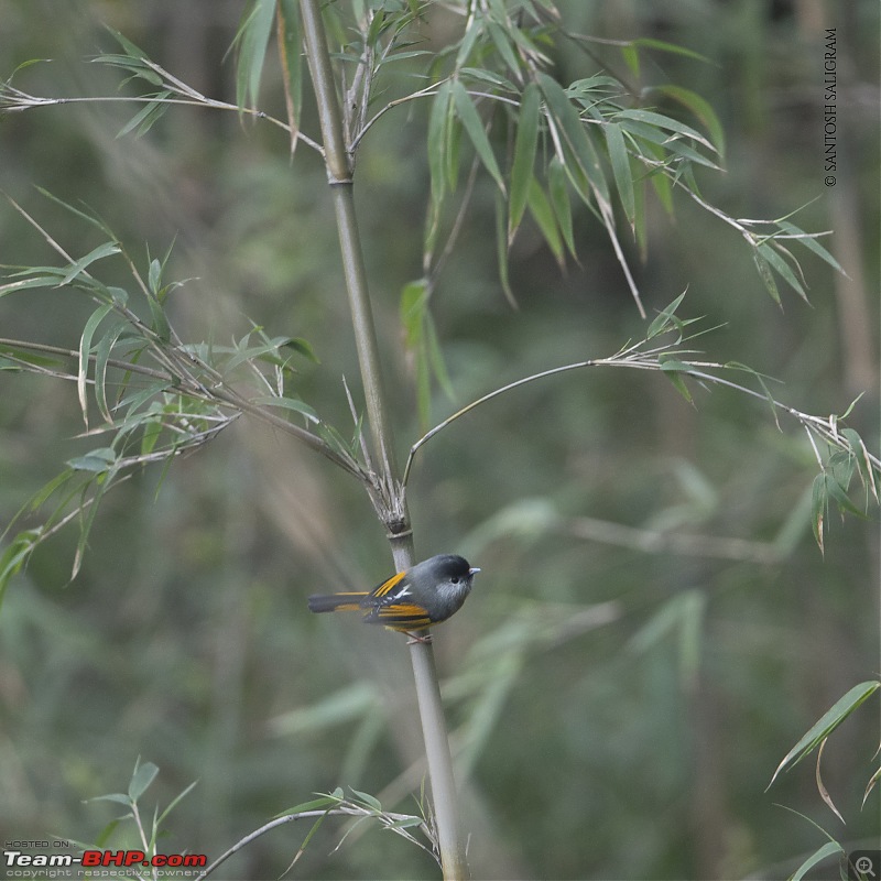 Finding our Shangri-La in Singalila | Birds, Land Rovers & Singalila National Park-_dsc3894.jpg