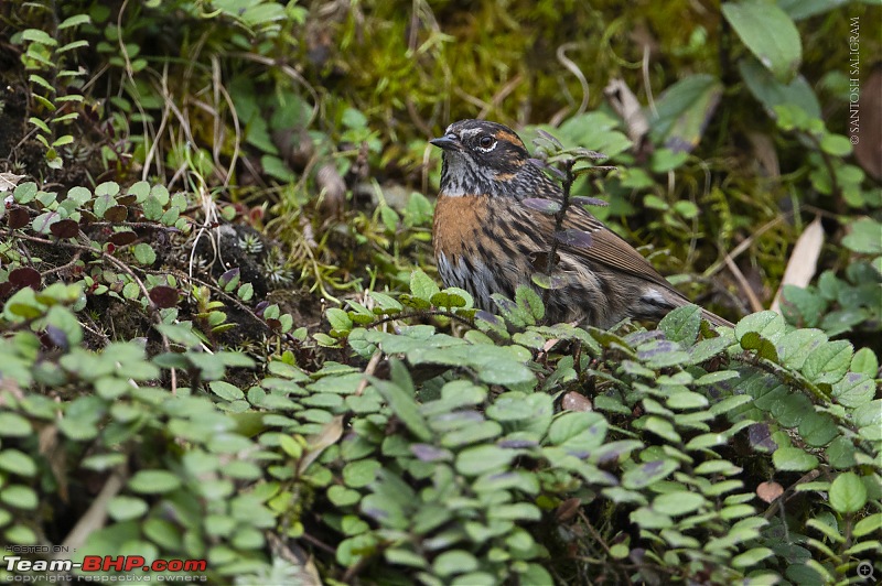 Finding our Shangri-La in Singalila | Birds, Land Rovers & Singalila National Park-_dsc4001.jpg