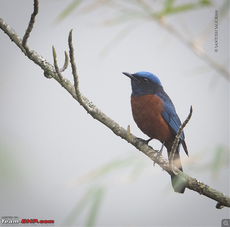Finding our Shangri-La in Singalila | Birds, Land Rovers & Singalila National Park-_dsc4019.jpg